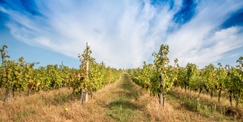 Fototapeta na wymiar A grape wineyard with green vine rows in a nice field somewhere in Romania