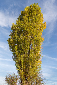 Chopo del país, álamo negro. Populus nigra.
