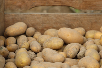 Fototapeta premium Kartoffelernte im Biogarten