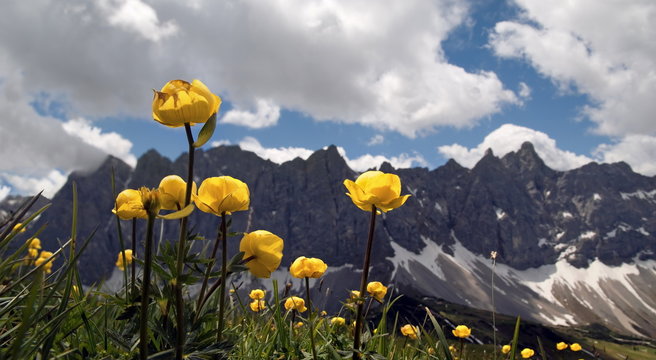 Drollblumen im Karwendel