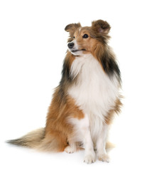 young shetland dog