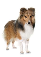 young shetland dog