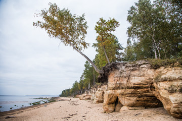 A beautiful sandstone shore landscape. Trees growing on a sandstone cliffs ar the Baltic sea. Scenery with a caves. Baltic beach landscape with caves and forest.