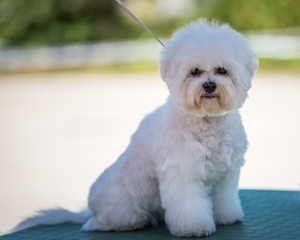 A small Dog Bichon Frise with a white coat ready for show