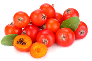 red rowan berries with green leaf isolated on white background. macro