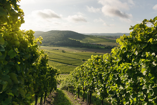 Weinberge bei Iphofen in Bayern