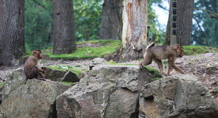 southern pig-tailed macaque (Macaca nemestrina)