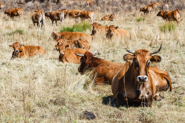 Ganado tumbado en la pradera.
