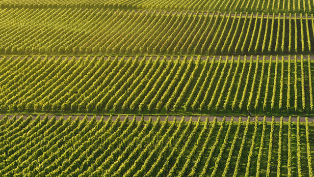 Weinberge bei Iphofen in Bayern