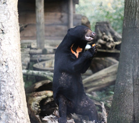 sun bear