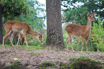 Eld's deer (Panolia eldii)