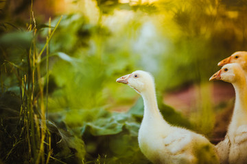 Five young goose together sit in the grass