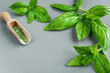 Fresh juicy aromatic herb basil and inflorescence in a pattern on a gray background with copy space