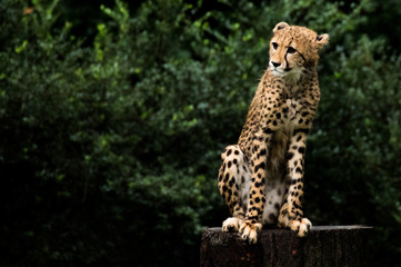 周りを伺う子チーター