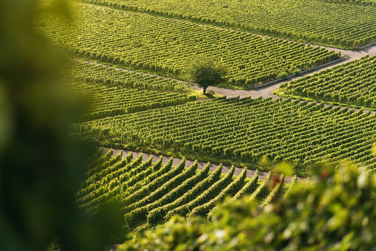 Weinberge bei Iphofen in Bayern