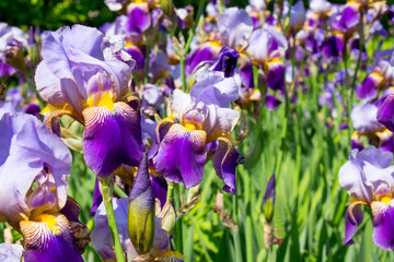 Purple and Yellow Iris Flowers