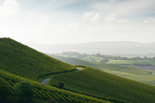 Weinberge bei Iphofen in Bayern