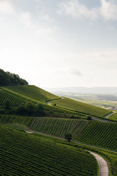 Weinberge bei Iphofen in Bayern
