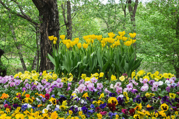 Obraz premium Flowerbed of tulips and pancies in the old Park.