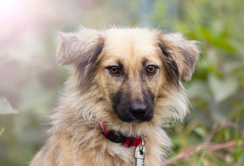portrait of a dog against the light