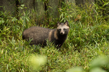 Fototapeta premium 周りを警戒するホンドタヌキ