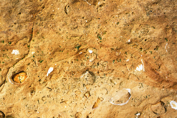 Fossil formation in the stone by the sea.