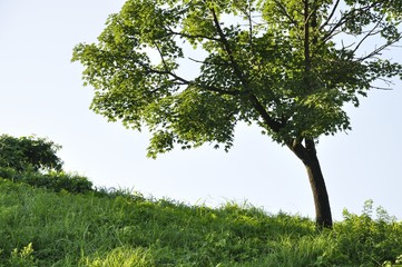 丘の上の木