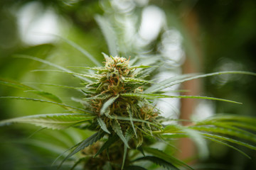 Detail of cannabis cola with visible hairs and leaves on late flowering stage