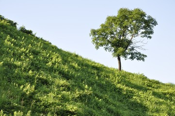 丘の上の木
