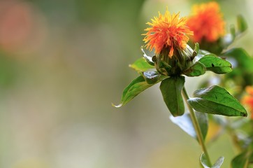 Two orange tousled (shaggy) small summer flowers on natural green background. Horizontal decorative photo.