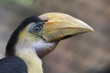 wreathed hornbill (Rhyticeros undulatus)