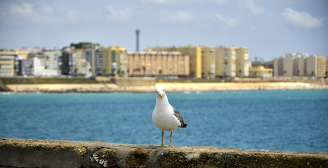 Gaviota.