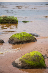 A beautiful beach landscape with a green moss covered stones. Algae growing on seaside rocks. Colorful autumn landscape at the Baltic Sea.