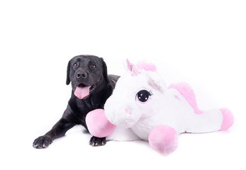 labrador retriever in front of white background studio isolated