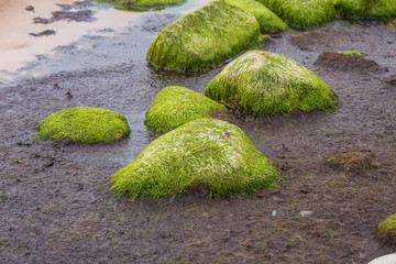 A beautiful beach landscape with a green moss covered stones. Algae growing on seaside rocks. Colorful autumn landscape at the Baltic Sea.