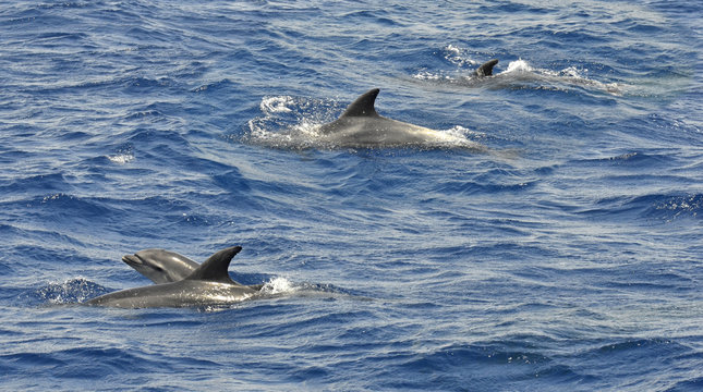 Delfines en el Estrecho de Gibraltar