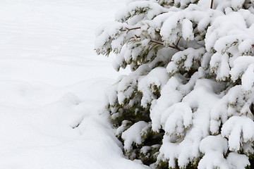 tree branches under the snow