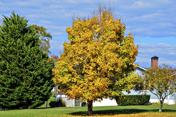 Autumn Tree in Yard