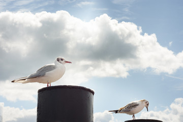white seagull on blue sky background