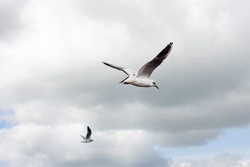 Fototapeta na wymiar white seagull on blue sky background