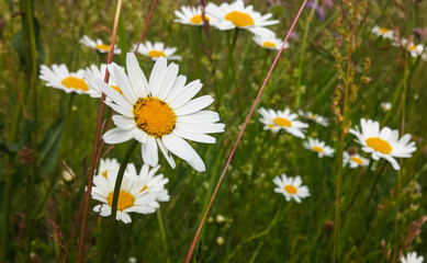 daisies in the field