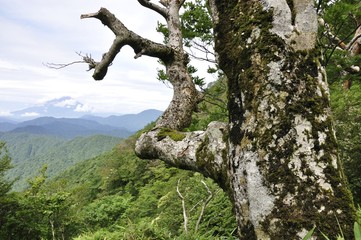 Fototapeta na wymiar 山地の古い木