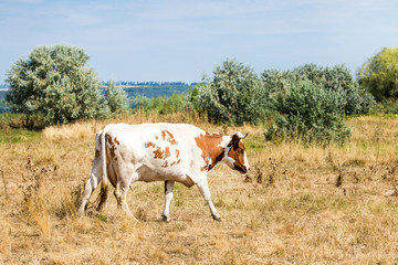 Beautiful brown and white spotted cow grazing at dry yellow autumn  steppe meadow