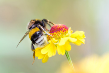Close up of beautiful striped bumblebee gathering pollen from yellow garden flower. Blurred soft background
