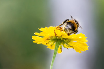 Close up of beautiful striped bumblebee gathering pollen from yellow garden flower. Blurred soft background