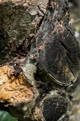 Stump