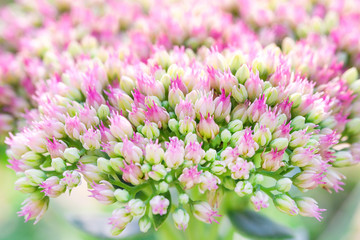 Beautiful decorative garden Sedum Flowers or stonecrop ( lat. sedum spectabile)  blossoming at autumn. Flower card background
