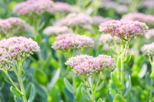 Beautiful decorative garden Sedum Flowers or stonecrop ( lat. sedum spectabile)  blossoming at autumn. Flower card background