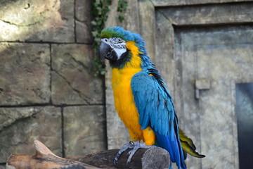 big parrot