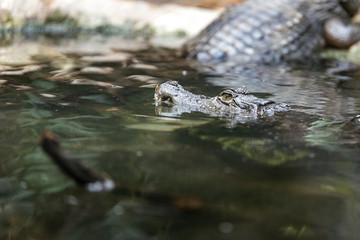 denti del caimano, occhi del caimano , caimano sott acqua